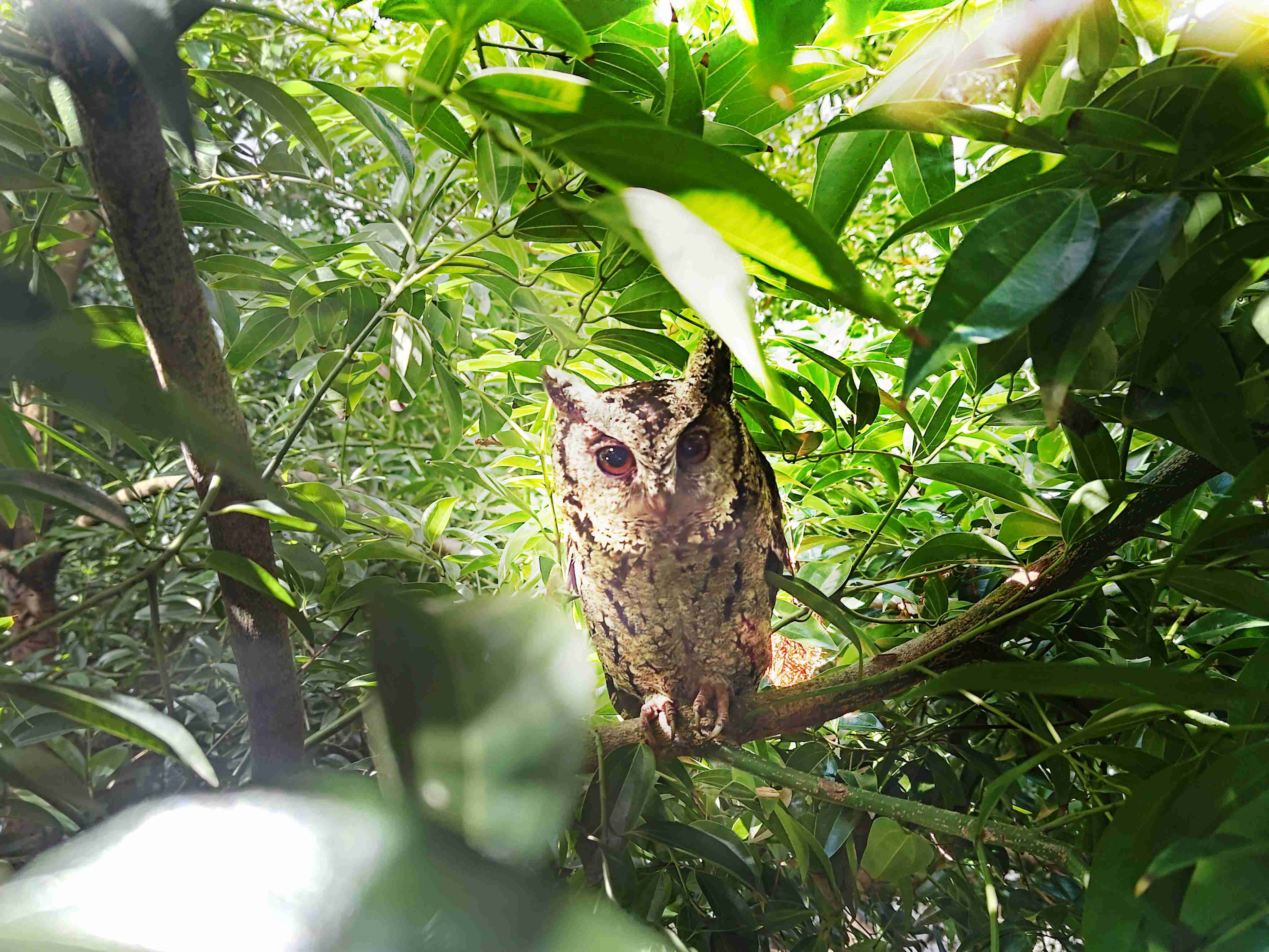 尊龙集团致力提倡净零绿生活，，，，16年以来在全球各厂区植树逾百万棵，，，，造就各厂区树木蔚然成林，，，，犹如森林工厂，，，，成为许多生物的栖息地